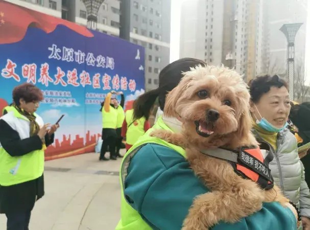 你见过狗狗现场“领证”吗？附太原犬证办理指南