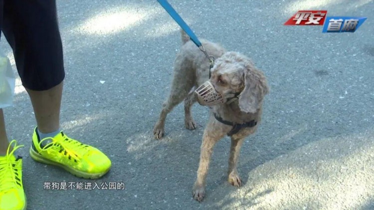 @呼市人 公共场所禁止携犬进入 遛狗栓绳文明养犬