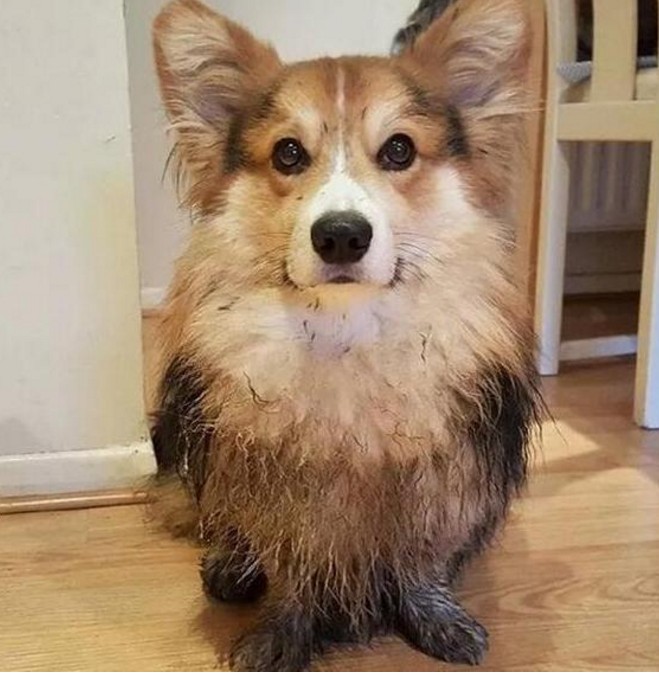 柯基犬有什么缺点这几大缺点不是人人都能接受的