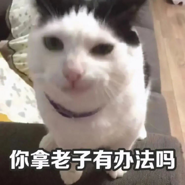 猫咪控诉大会，在座的养猫人都哭了…