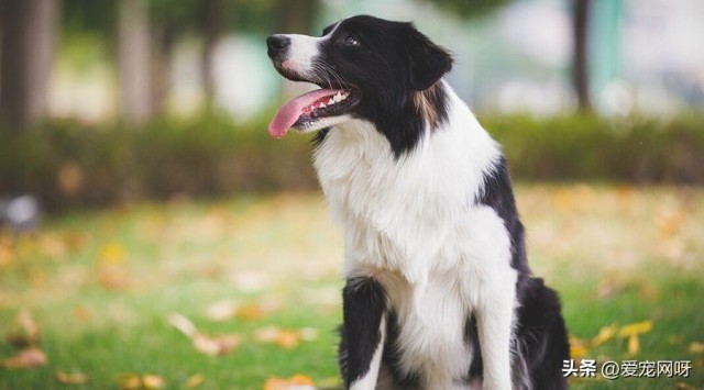 每天了解一种狗—边境牧羊犬