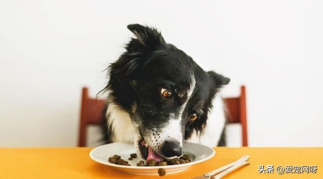 每天了解一种狗—边境牧羊犬