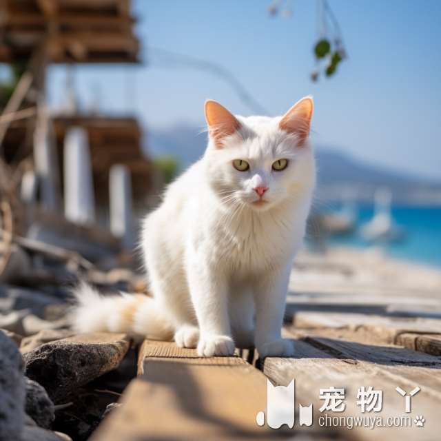 智商最低的猫排名第一？